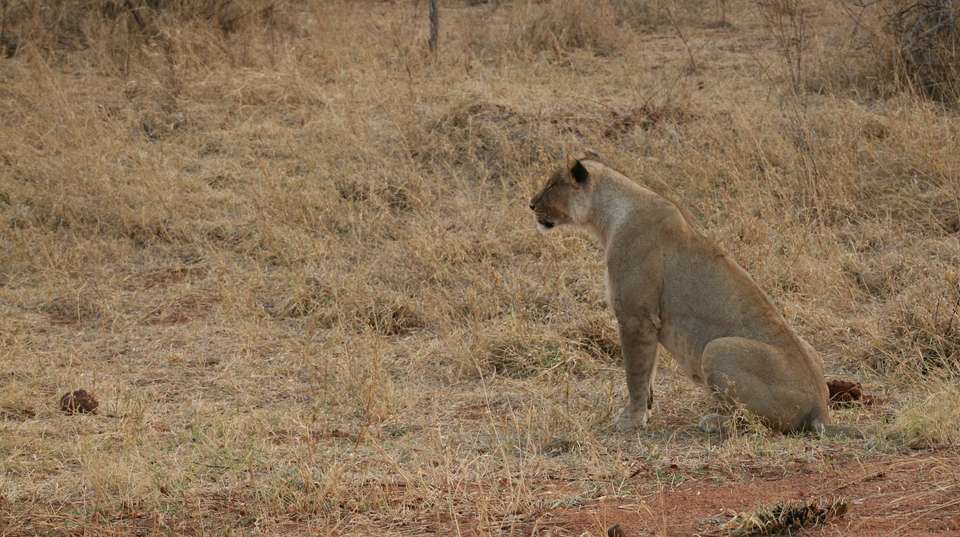 Okavango, Chobe & Victoria Falls: 12 Days - Dk Tours & Safaris - Tanzania - Image 7