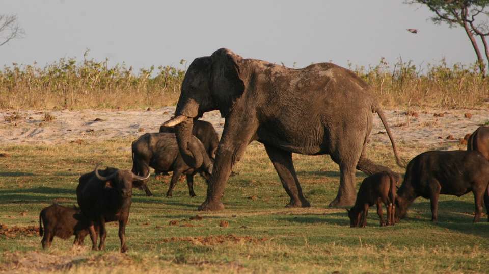 Okavango, Chobe & Victoria Falls: 12 Days - Dk Tours & Safaris - Tanzania - Image 8