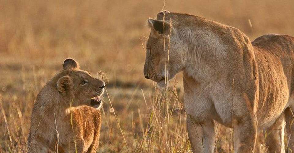 12-Days Best of Kenya Wildlife Safari - African Sermon Safaris - Kenya - Image 3