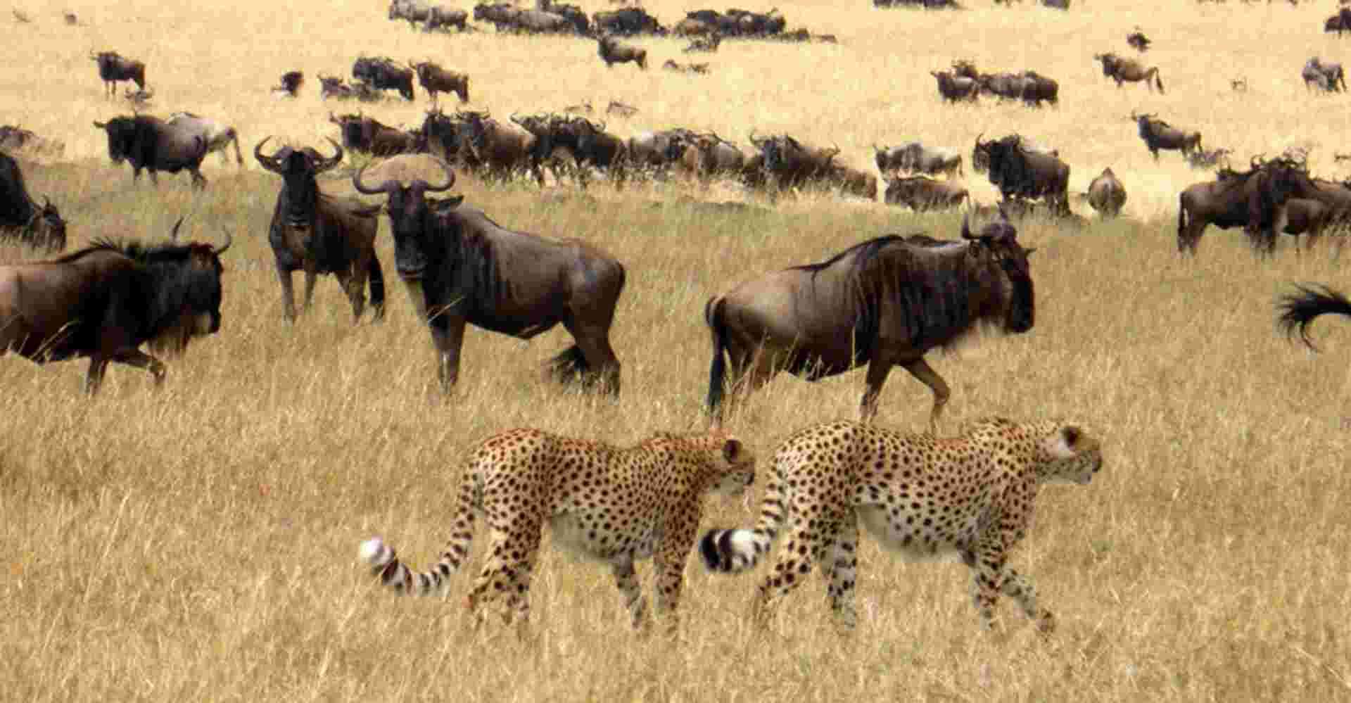 12-Days Best of Kenya Wildlife Safari