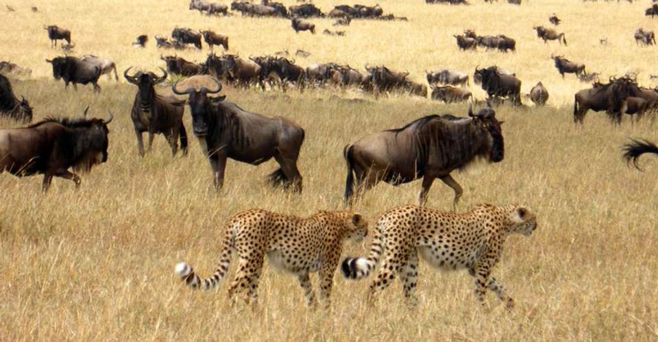 12-Days Best of Kenya Wildlife Safari - African Sermon Safaris - Kenya - Image 1