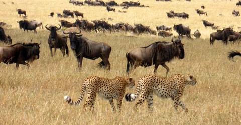 12-days Best Of Kenya Wildlife Safari - Winter Tours
