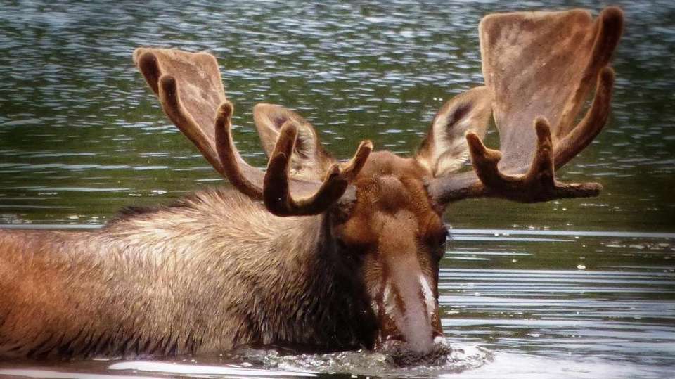 13-Day Alaska Highlights Lodging Tour - Infinite Adventures - USA - Image 6