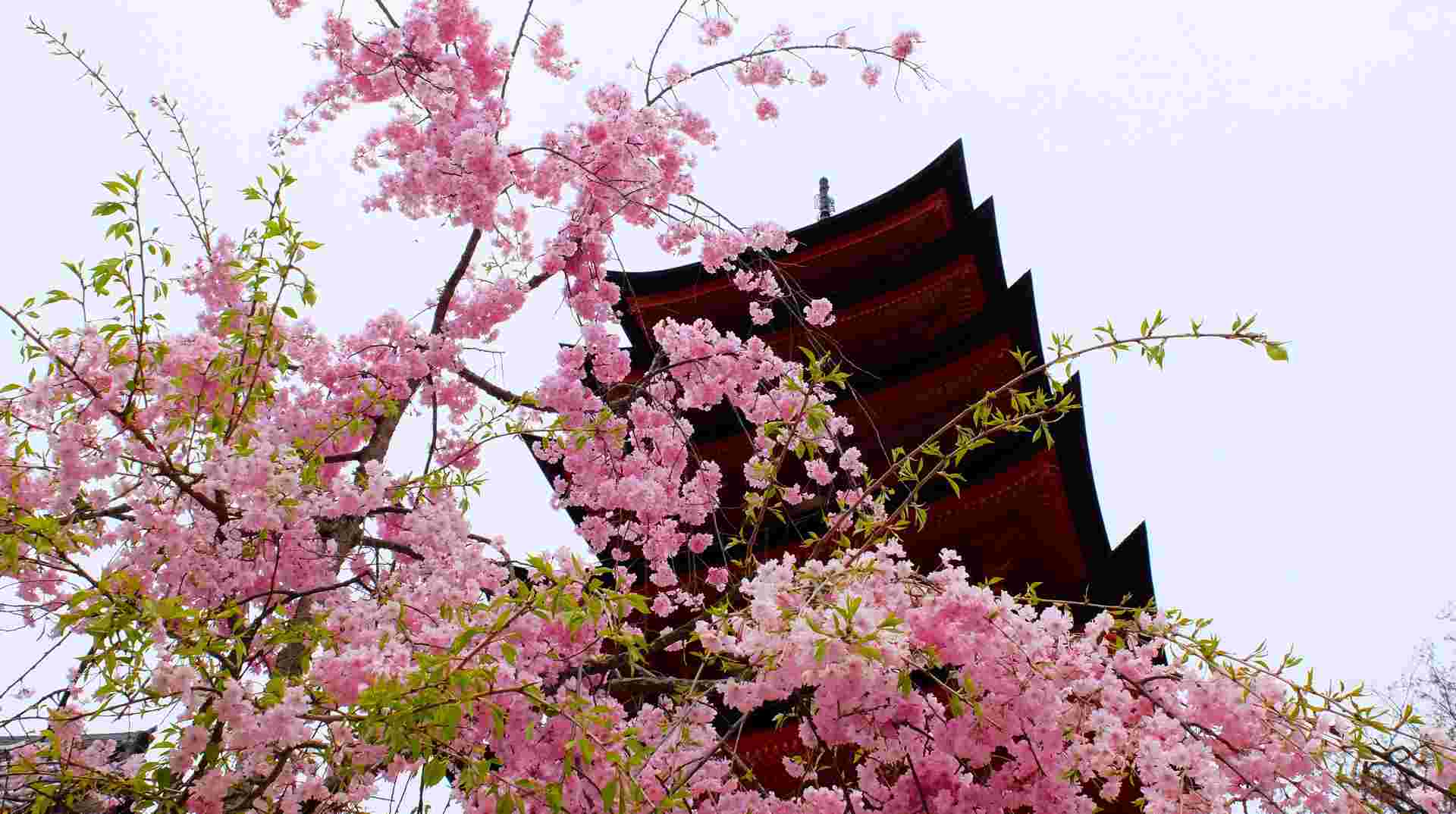 13-day Budget Japan Tour