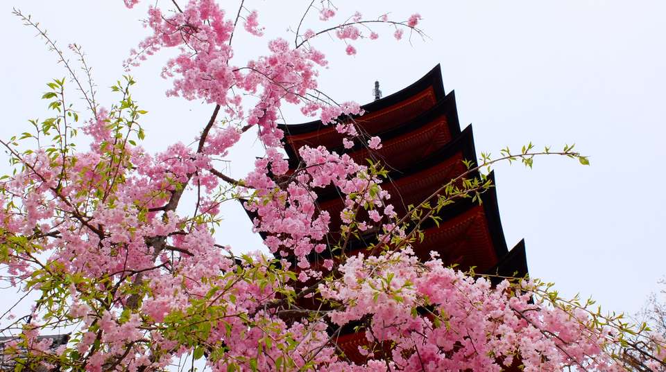 13-day Budget Japan Tour - The Dragon Trip - Japan