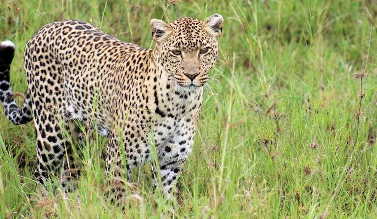 13-day Kenya  Tanzania Adventure Accommodated trip - alternative tour available