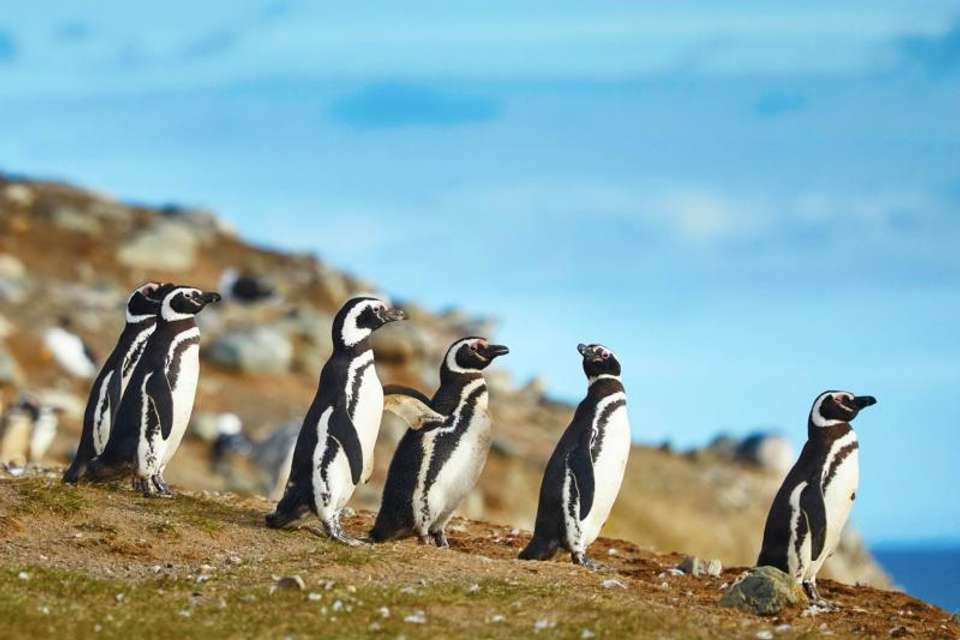 13-Day Trip Chile from North to South - Tangol Tours - Chile - Image 5