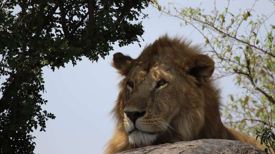 14-Day East Africa Honeymoon Safari - Amazing Memories Safaris - Kenya - Image 2