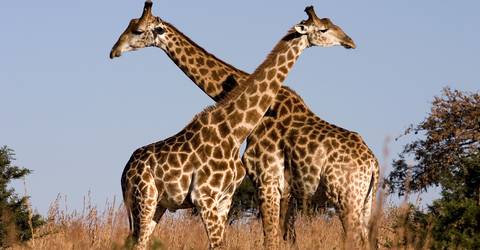 14 Day Family Safari In Tanzania (3 Pax) - January 2027