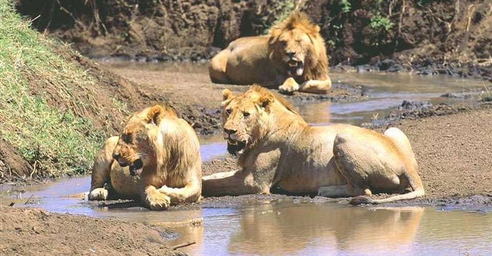 14 Day Family Safari in Tanzania (3 pax) - Dahlia Africa - Tanzania - Image 2
