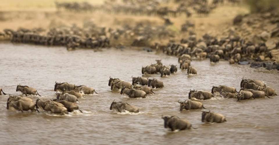 14 Day Family Safari in Tanzania (3 pax) - Dahlia Africa - Tanzania - Image 3
