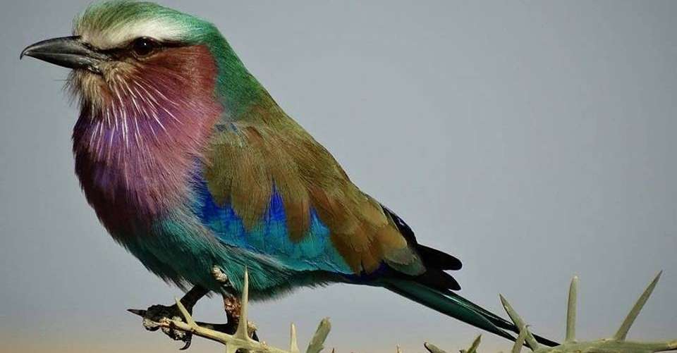 14 Day Family Safari in Tanzania (3 pax) - Dahlia Africa - Tanzania - Image 4
