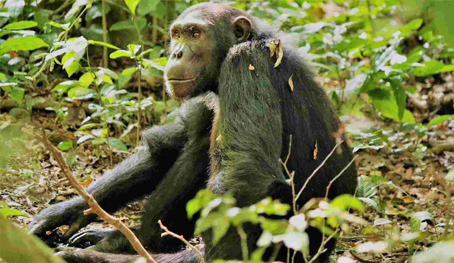 14-day Game Parks  Gorillas Accommodated
