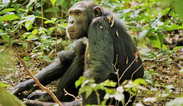 Kenya Small Group Tours: 14-day Game Parks  Gorillas Accommodated