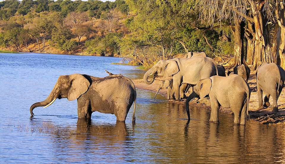 14-day Kruger to the Delta, Chobe Victoria Falls Accommodated - Acacia Africa - South Africa - Image 5
