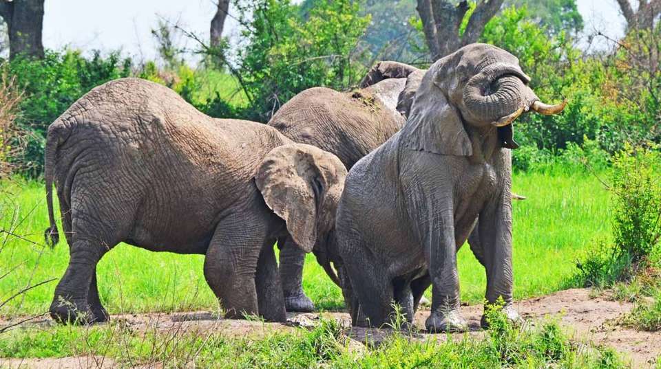 14 Day Ultimate Uganda Luxury Safari - Primate World Safaris (u) Ltd - Uganda - Image 2