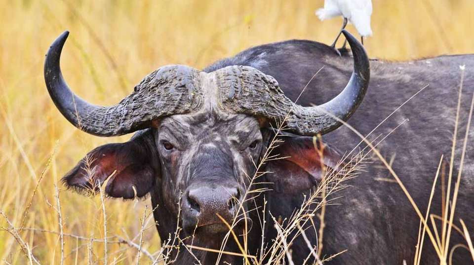 14 Day Ultimate Uganda Luxury Safari - Primate World Safaris (u) Ltd - Uganda - Image 3