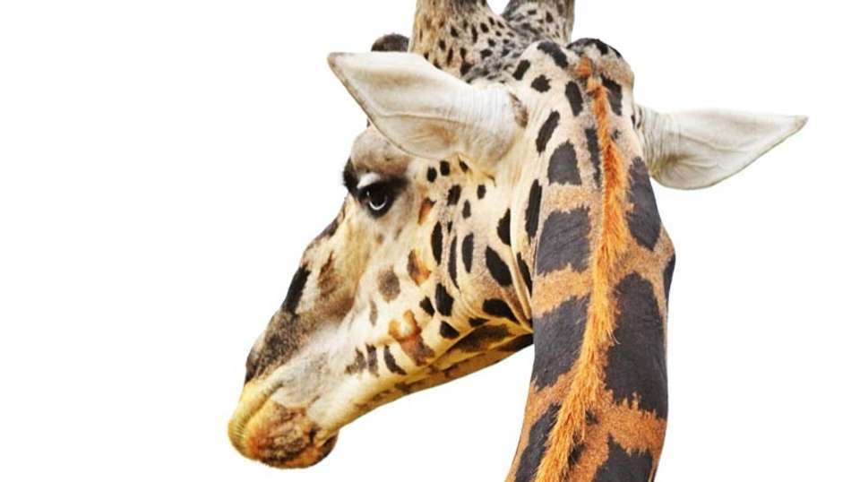 14 Day Ultimate Uganda Luxury Safari - Primate World Safaris (u) Ltd - Uganda - Image 6