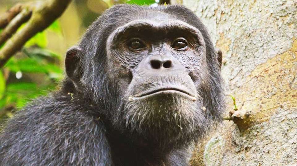 14 Day Ultimate Uganda Luxury Safari - Primate World Safaris (u) Ltd - Uganda - Image 1