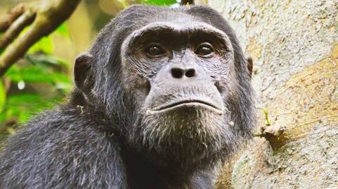 Gorilla And Chimpanzee Tracking Tour: 14 Day Ultimate Uganda Luxury Safari