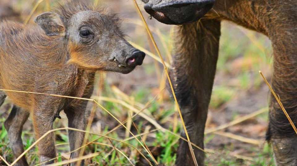 14 Day Ultimate Uganda Luxury Safari - Primate World Safaris (u) Ltd - Uganda - Image 8