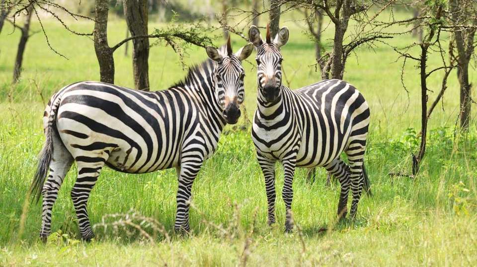14 Day Ultimate Uganda Luxury Safari - Primate World Safaris (u) Ltd - Uganda - Image 9