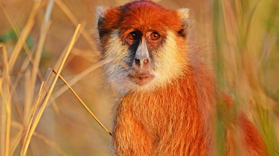 14 Day Ultimate Uganda Luxury Safari - Primate World Safaris (u) Ltd - Uganda - Image 10