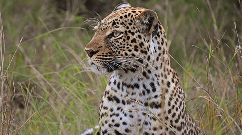 14 Day Ultimate Uganda Luxury Safari - Primate World Safaris (u) Ltd - Uganda - Image 14