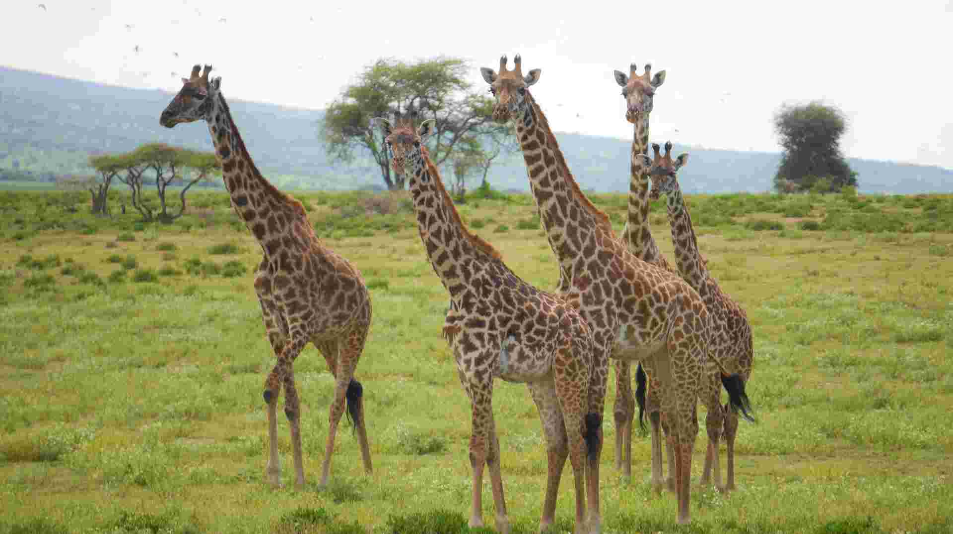 Rwanda Adventure: 14 Days