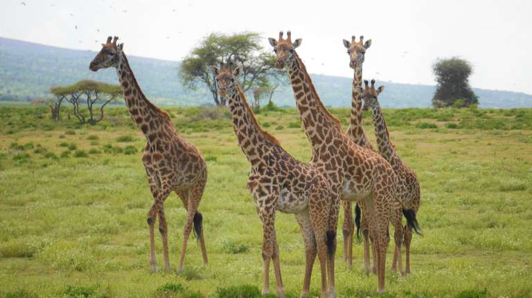 Rwanda Adventure: 14 Days - November 2025