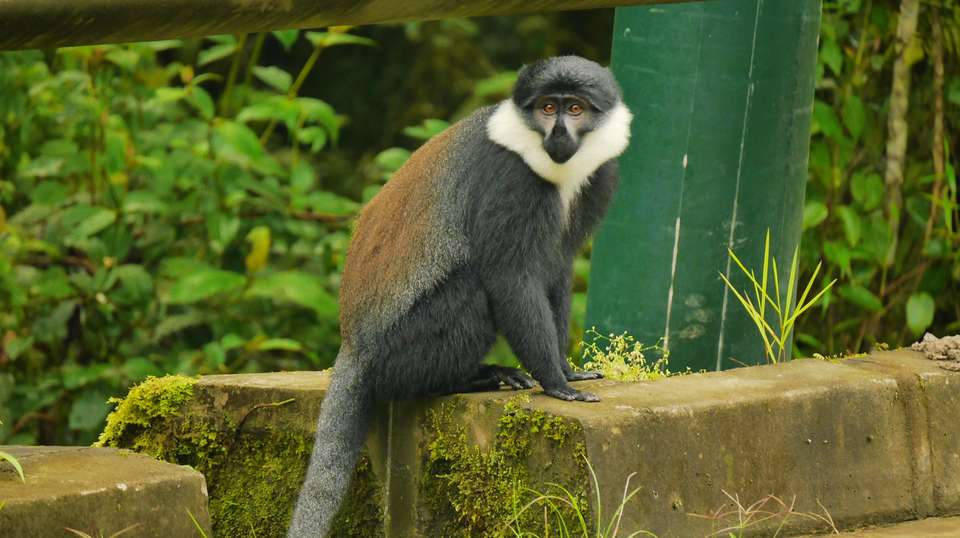 Rwanda Adventure: 14 Days - Rwanda Eco Company And Safaris - Rwanda - Image 3