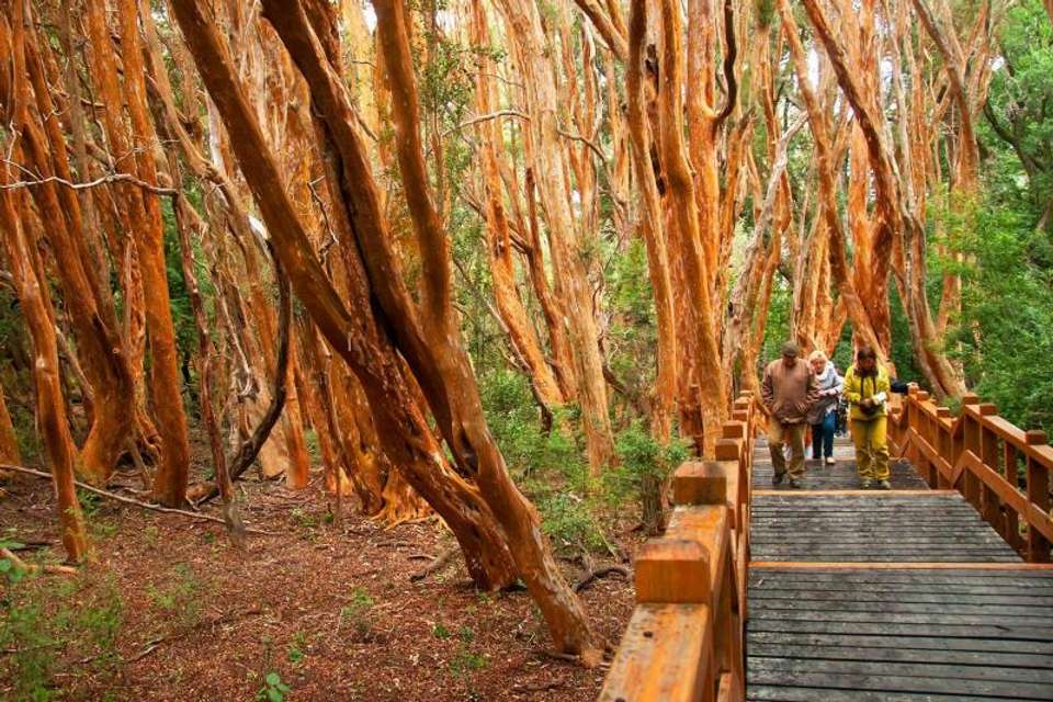 15-Day Patagonia & Iguazu Tour From Buenos Aires - Tangol Tours - Argentina - Image 6