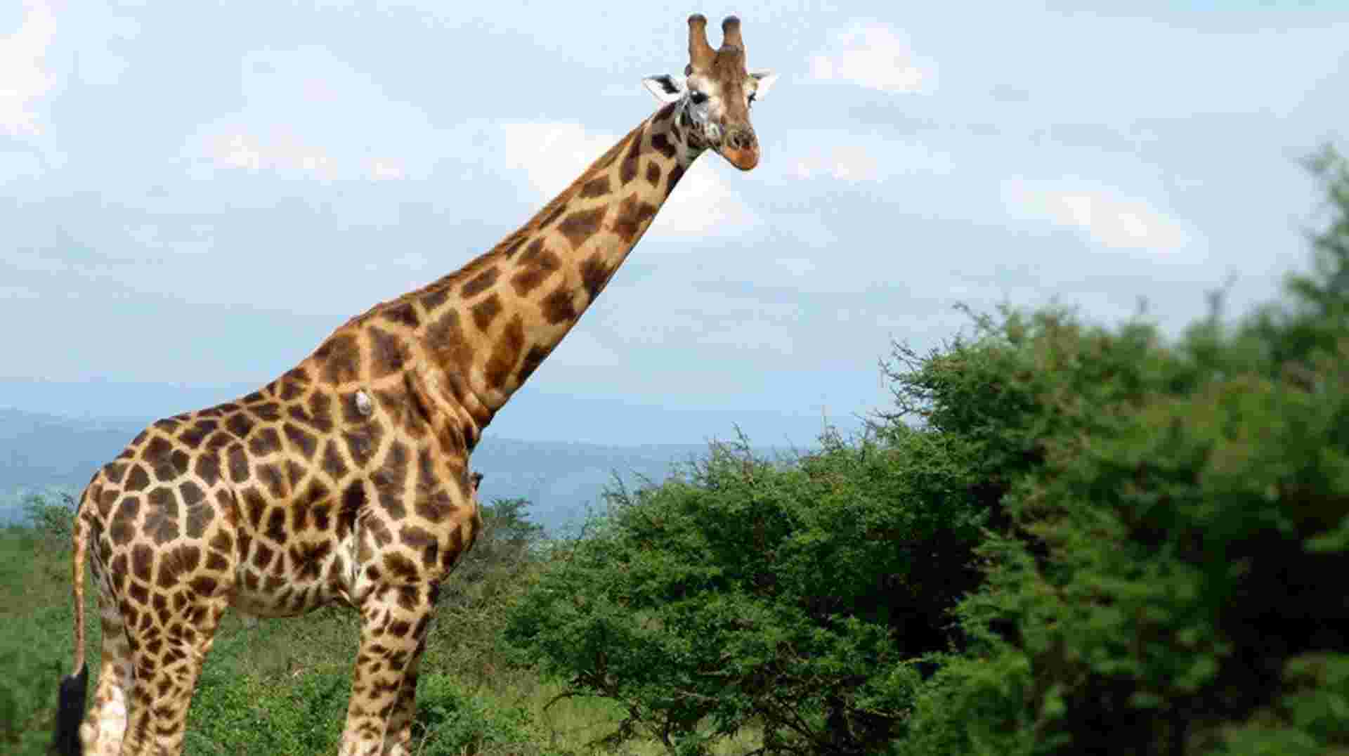 15 days Uganda Wildlife and Activity Holiday