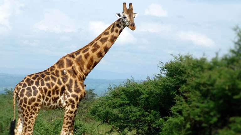 15 days Uganda Wildlife and Activity Holiday
