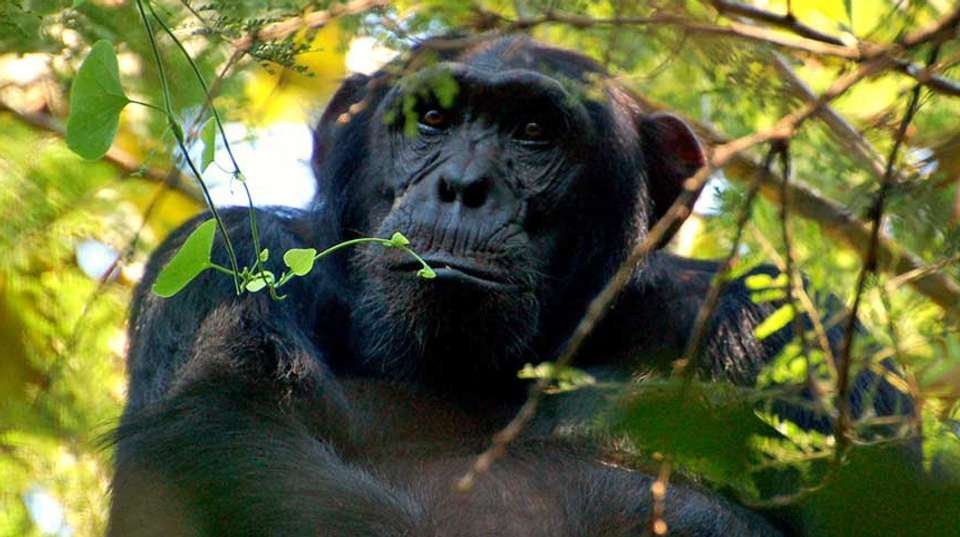 15 days Uganda Wildlife and Activity Holiday - Primate World Safaris (u) Ltd - Uganda - Image 2