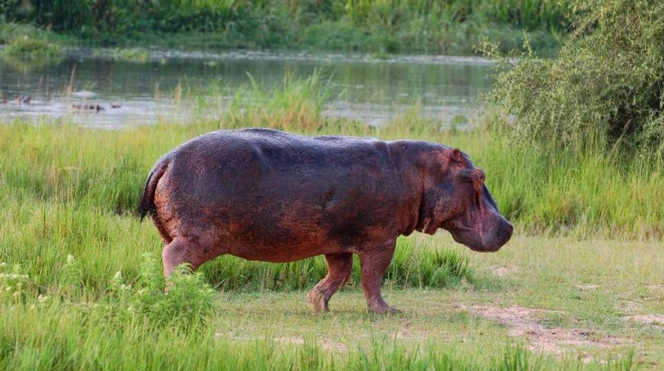 15 days Uganda Wildlife and Activity Holiday - Primate World Safaris (u) Ltd - Uganda - Image 3