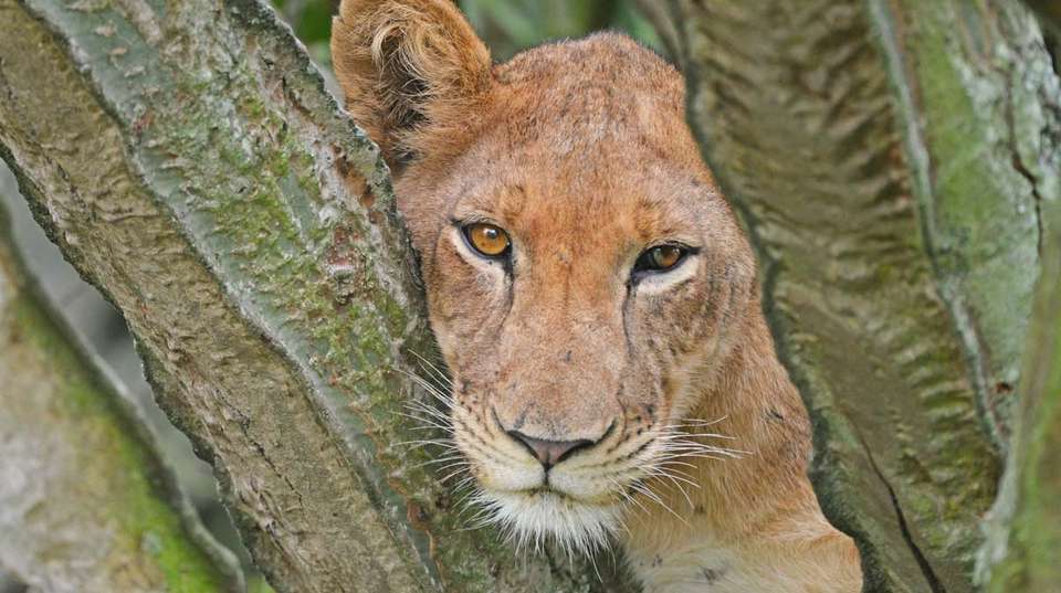 15 days Uganda Wildlife and Activity Holiday - Primate World Safaris (u) Ltd - Uganda - Image 5
