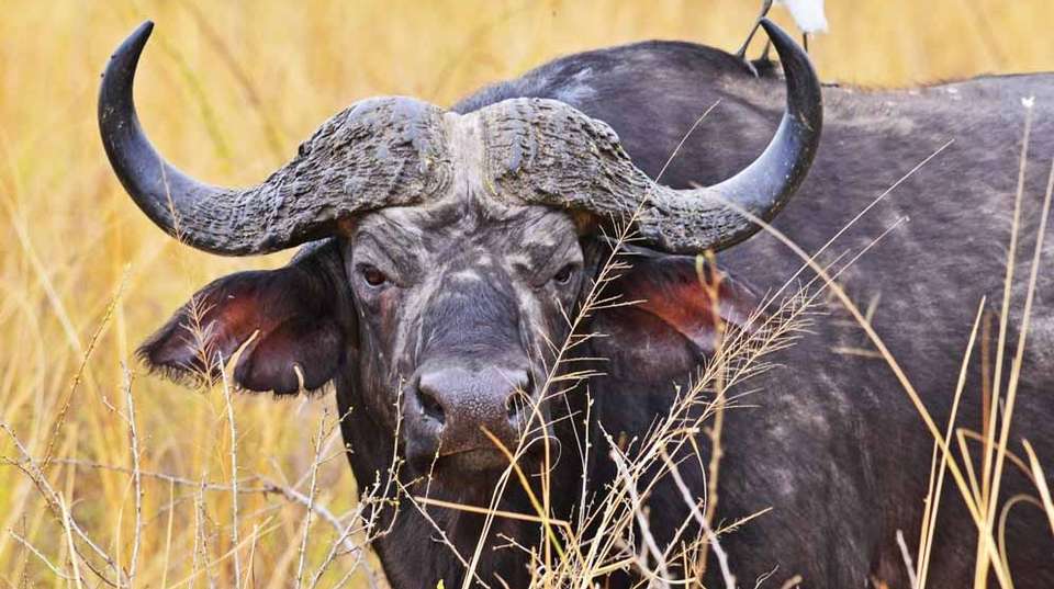 15 days Uganda Wildlife and Activity Holiday - Primate World Safaris (u) Ltd - Uganda - Image 6