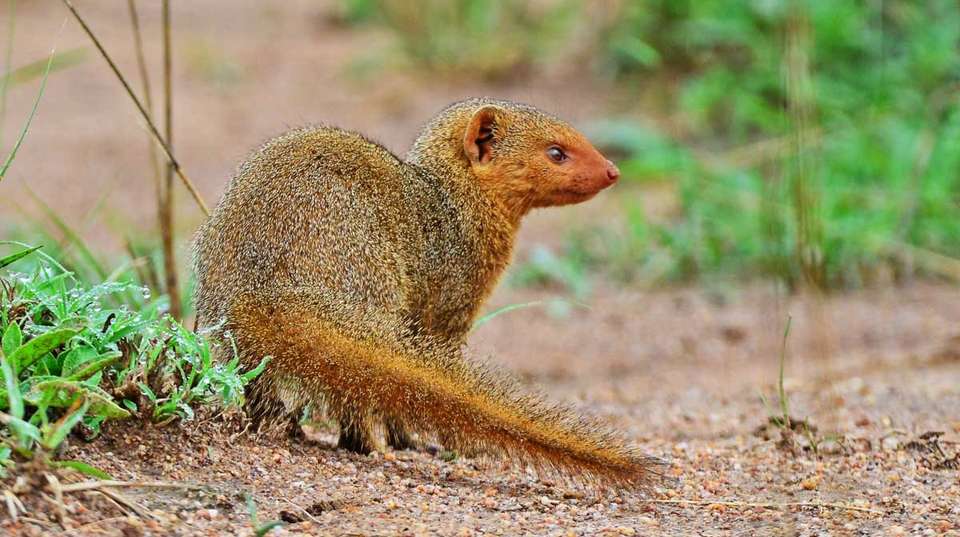 15 days Uganda Wildlife and Activity Holiday - Primate World Safaris (u) Ltd - Uganda - Image 7