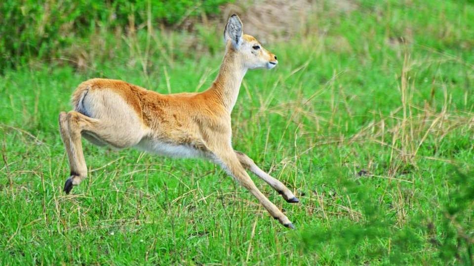 15 days Uganda Wildlife and Activity Holiday - Primate World Safaris (u) Ltd - Uganda - Image 8