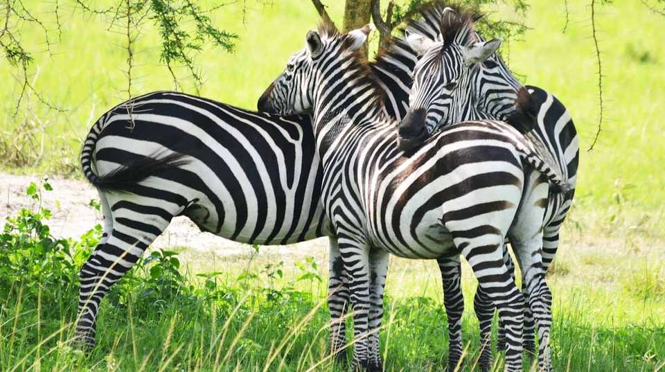 15 days Uganda Wildlife and Activity Holiday - Primate World Safaris (u) Ltd - Uganda - Image 9