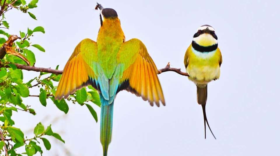15 days Uganda Wildlife and Activity Holiday - Primate World Safaris (u) Ltd - Uganda - Image 10