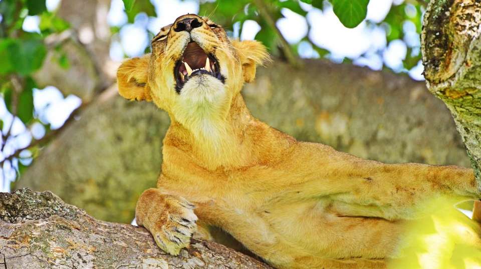 15 days Uganda Wildlife and Activity Holiday - Primate World Safaris (u) Ltd - Uganda - Image 11
