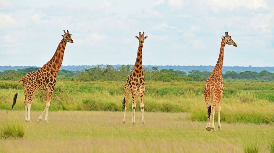 15 days Uganda Wildlife and Activity Holiday - Primate World Safaris (u) Ltd - Uganda - Image 12