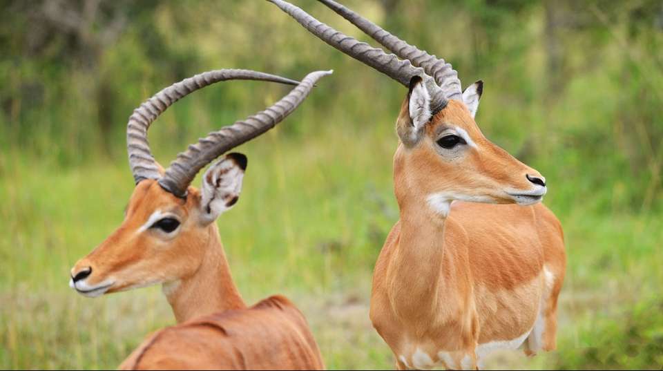 15 days Uganda Wildlife and Activity Holiday - Primate World Safaris (u) Ltd - Uganda - Image 13