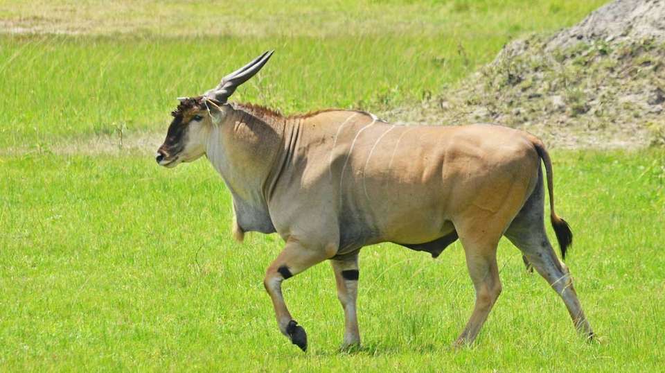 15 days Uganda Wildlife and Activity Holiday - Primate World Safaris (u) Ltd - Uganda - Image 14