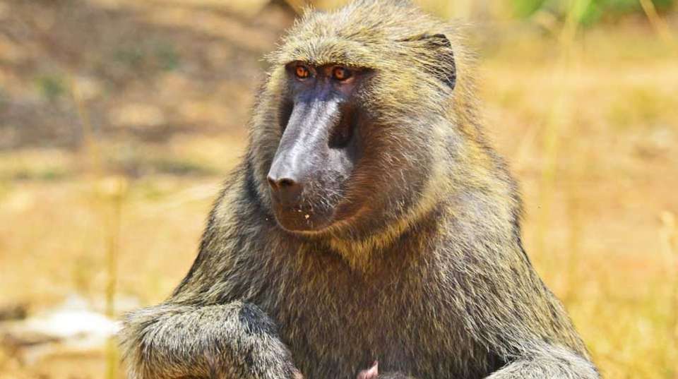 15 days Uganda Wildlife and Activity Holiday - Primate World Safaris (u) Ltd - Uganda - Image 15