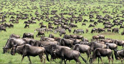 Nairobi Wildlife Safaris And Game Drives Tour: 16 Days Kenya Safari