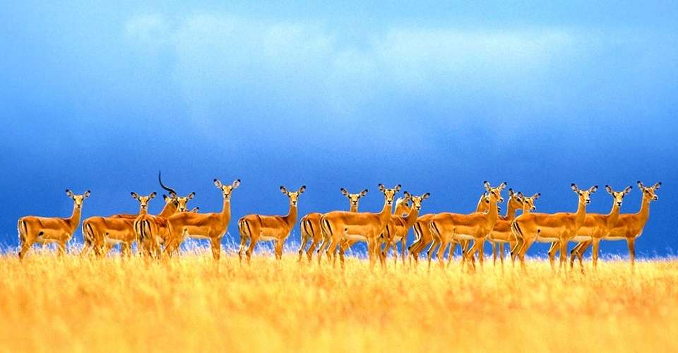 16 Days Kenya Safari - Incredible Kenya Adventures Tours & Safaris - Kenya - Image 4