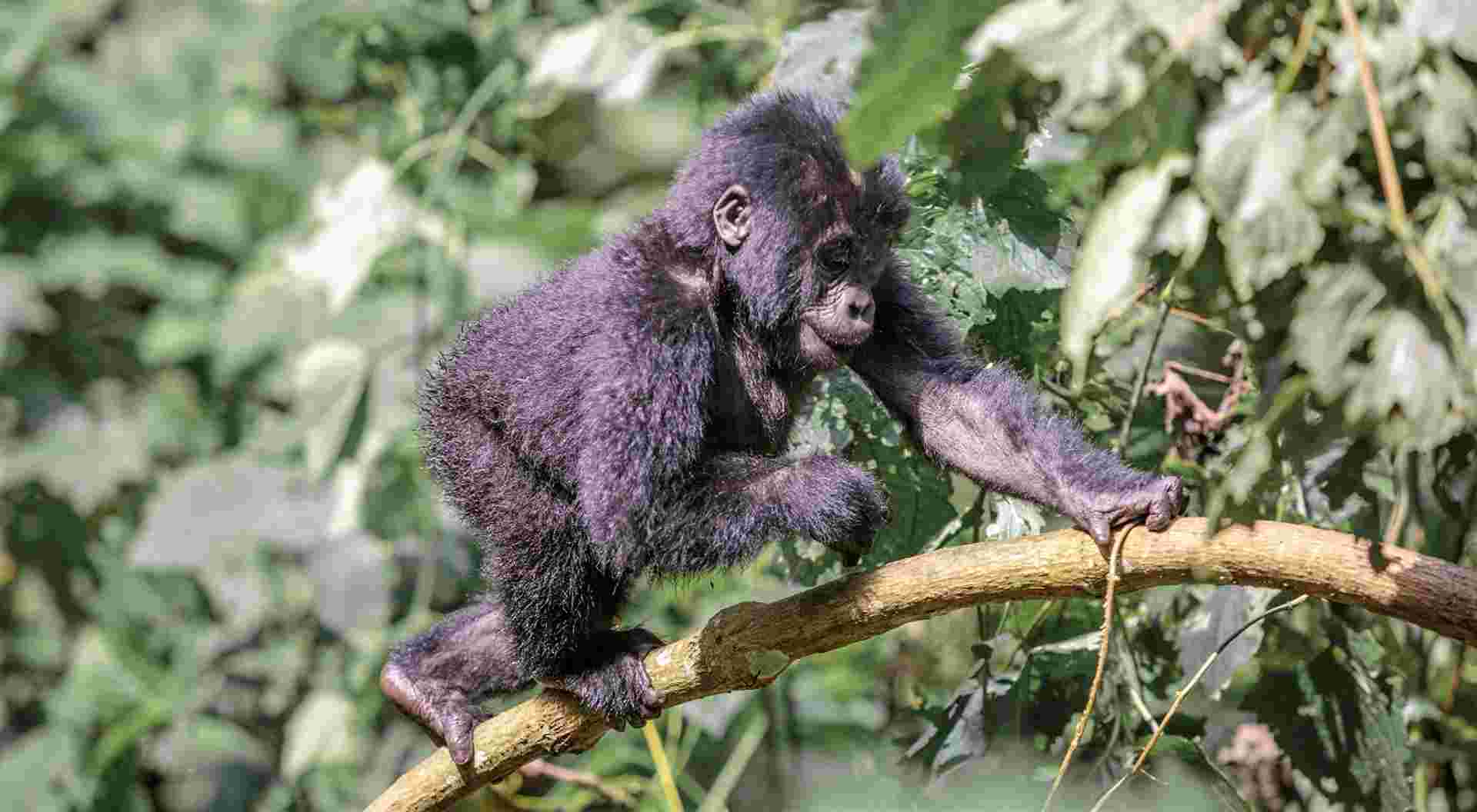 18-day Gorillas to the Mara Accommodated